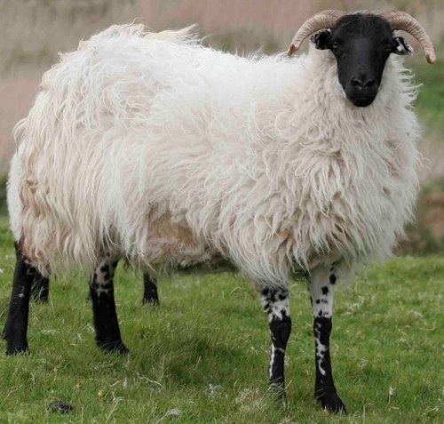 Black Face Sheep